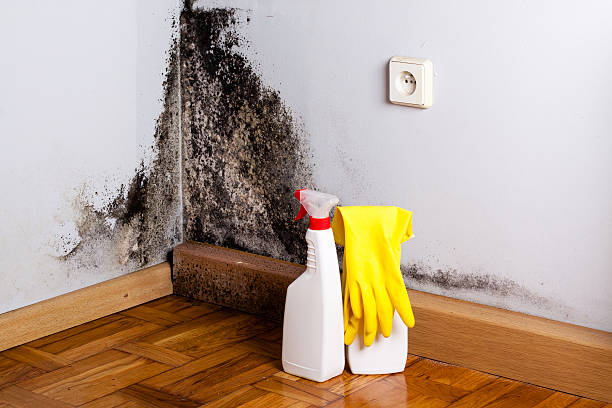 Professional Mold Inspection, Removal & Remediation in Ellendale, ND